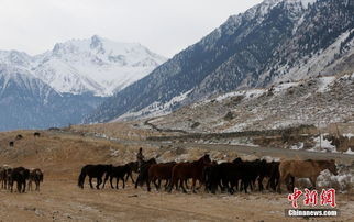 伊犁河谷牧民 千年转场之路上的冬季迁徙
